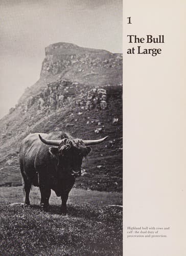 The bull